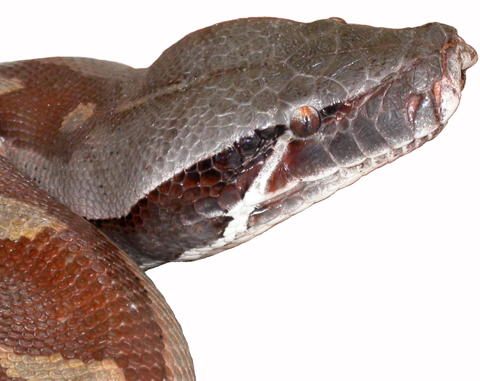 Blood & Short-tail Pythons