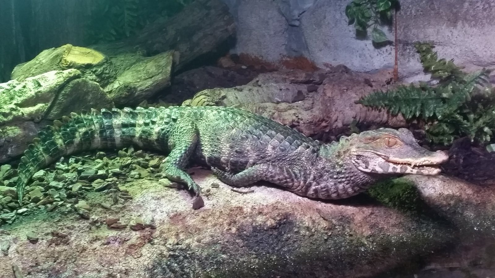 Crocodilians