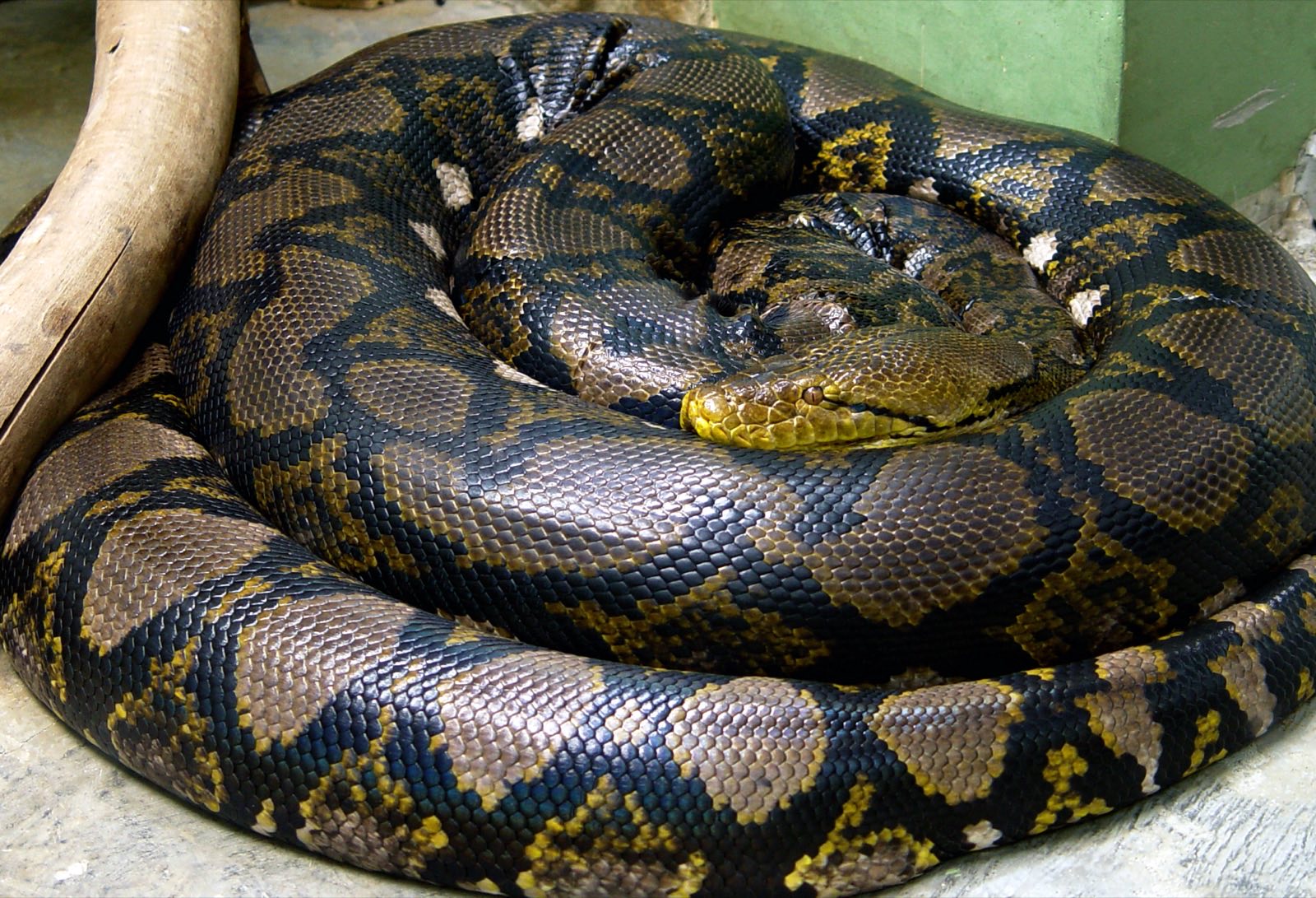 Reticulated Pythons