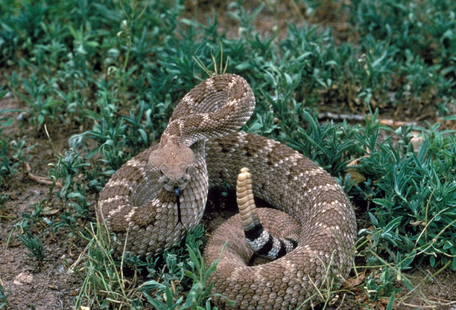 Venomous Snakes